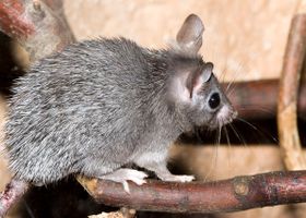 Image de la race Souris épineuse