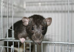 Image de la race Rat Dumbo