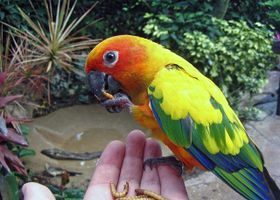 Image de la race Conure soleil