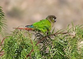 Image de la race Conure de Molina
