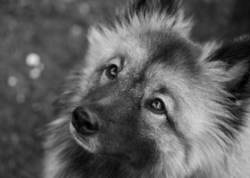 Image de la race Spitz Allemand