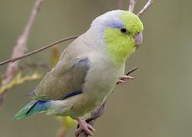 Image de la race Toui céleste