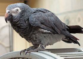 Image de la race Gris du Timneh