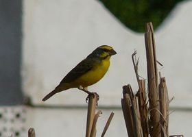 Image de la race Serin du Mozambique