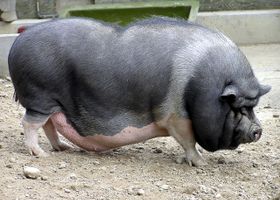 Image de la race Cochon nain vietnamien
