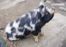 Image de la race Kunekune