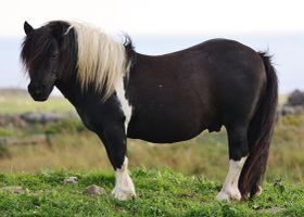 Image de la race Poney Shetland