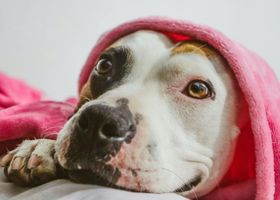 Image de la race Staffordshire Bull Terrier