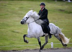 Image de la race Cheval islandais