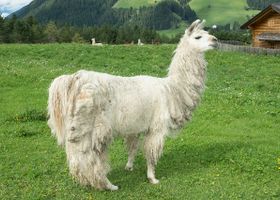 Image de la race Lama
