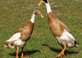 Image de la race Canard coureur indien