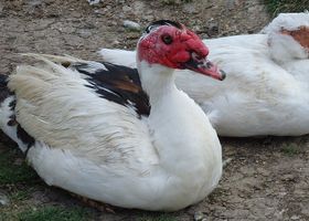 Image de la race Canard de Barbarie