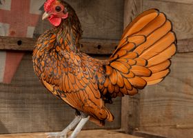 Image de la race Poule Sebright