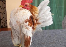 Image de la race Poule Serama