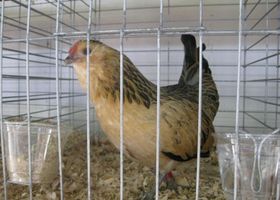 Image de la race Poule Barbue d'Anvers