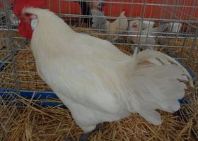 Image de la race Poule Bresse Gauloise
