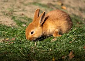 Image de la race Lapin Nain