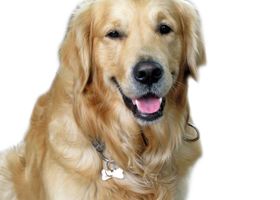 Image de la race Golden Retriever