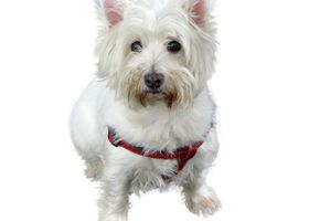 Image de la race West Highland Terrier