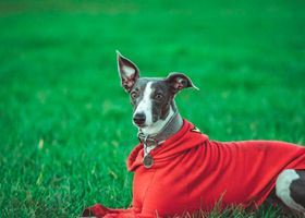 Image de la race Whippet