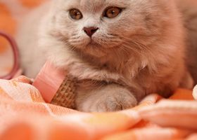 Image de la race British Longhair