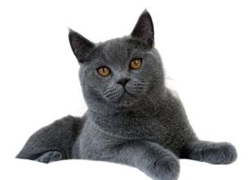 Image de la race British Shorthair