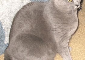 Image de la race Chartreux