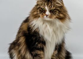 Image de la race Chat des forêts norvégiennes