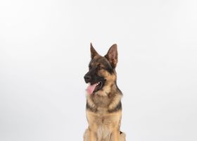 Image de la race Berger Allemand