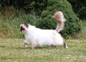 Image de la race Ragdoll