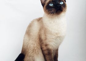 Image de la race Siamois