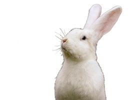 Image de la race Lapin
