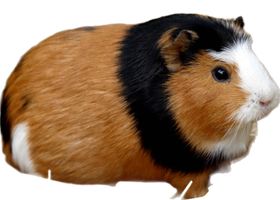 Image de la race Cochon d'Inde