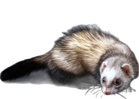 Image de la race Furet