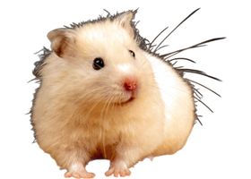 Image de la race Hamster