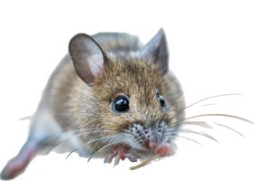 Image de la race Souris