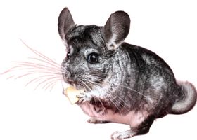 Image de la race Chinchilla