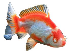 Image de la race Poisson rouge