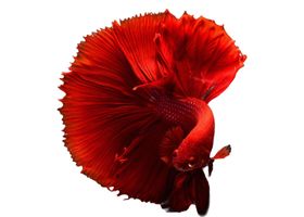 Image de la race Poisson combattant
