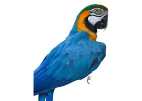 Image de la race Perroquet