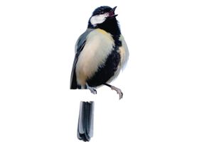 Image de la race Mésange