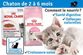 Chaton de 2 à 6 mois : sevrage, soins et accueil en 2026