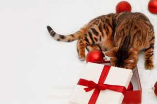 Chat bengal qui fouille une boîte cadeau rouge et blanche entourée de boules de Noël