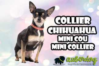 Collier Chihuahua : mini cou, mini collier !