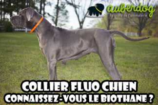 Collier fluo chien : biothane visibilité optimum !