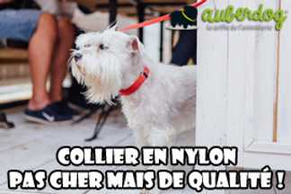 Collier nylon chien : pas cher mais de qualité !