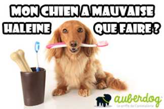 Mauvaise haleine chien : comprendre pour agir !