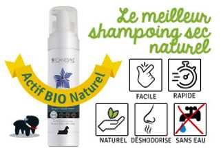 Shampoing sec pour chien : conseils d'utilisation