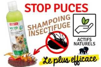 Shampoing anti-puce chien, est-ce efficace ?
