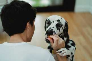 Chien : éduquer un chiot avec des friandises